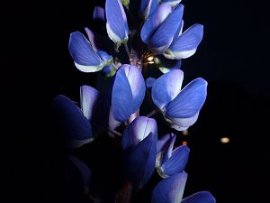 Bl&uuml;tenpracht in der Nordh&auml;user Nacht