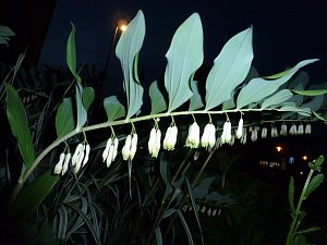 Bl&uuml;tenpracht in der Nordh&auml;user Nacht