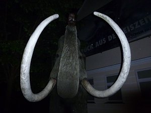 Bl&uuml;tenpracht in der Nordh&auml;user Nacht