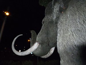 Bl&uuml;tenpracht in der Nordh&auml;user Nacht