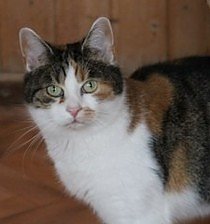Zum Fr&uuml;hlingsfest konnte der Tierschutzverein Nordhausen viele G&auml;ste begr&uuml;&szlig;en