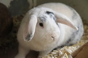 Zum Fr&uuml;hlingsfest konnte der Tierschutzverein Nordhausen viele G&auml;ste begr&uuml;&szlig;en