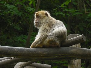 Besuch im Affenwald 