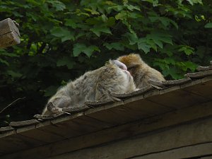 Besuch im Affenwald 