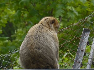Besuch im Affenwald 