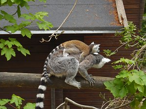 Besuch im Affenwald 