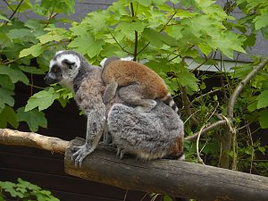 Besuch im Affenwald 