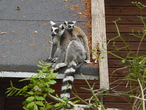 Besuch im Affenwald 