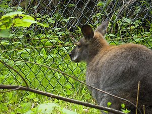 Besuch im Affenwald 