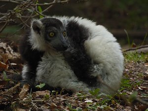 Besuch im Affenwald 