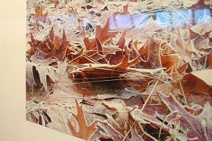 In der neuen Ausstellung der Kreissparkasse "Verg&auml;nglichkeiten" werden Natur und Handwerkskunst miteinander verbunden