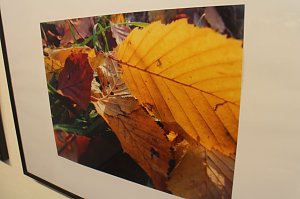 In der neuen Ausstellung der Kreissparkasse "Verg&auml;nglichkeiten" werden Natur und Handwerkskunst miteinander verbunden