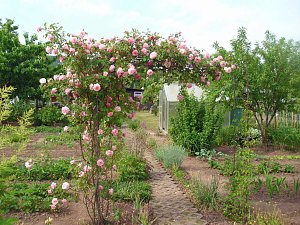 K&ouml;nigin der Blumen