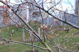 Fr&uuml;hling auf dem Berg