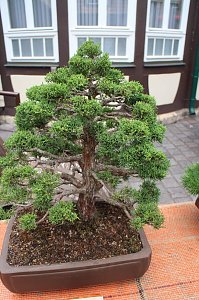 Fern&ouml;stliche Kunst in Gr&uuml;n - Bonsai-Ausstellung in der Echte Nordh&auml;user Traditionsbrennerei