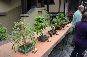 Fern&ouml;stliche Kunst in Gr&uuml;n - Bonsai-Ausstellung in der Echte Nordh&auml;user Traditionsbrennerei