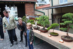 Fern&ouml;stliche Kunst in Gr&uuml;n - Bonsai-Ausstellung in der Echte Nordh&auml;user Traditionsbrennerei