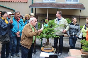 Fern&ouml;stliche Kunst in Gr&uuml;n - Bonsai-Ausstellung in der Echte Nordh&auml;user Traditionsbrennerei