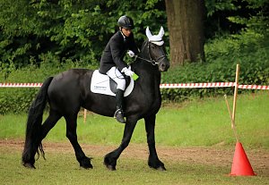 Pferde, Pferde und nochmals Pferde