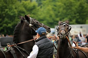 Pferde, Pferde und nochmals Pferde