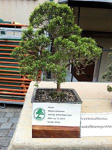 Bonsai in der Brennerei