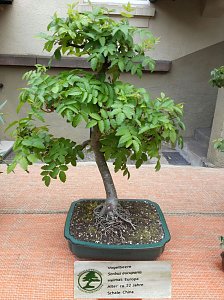 Bonsai in der Brennerei