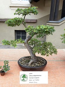 Bonsai in der Brennerei