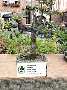 Bonsai in der Brennerei