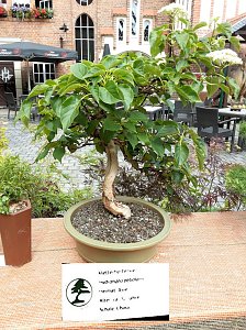 Bonsai in der Brennerei