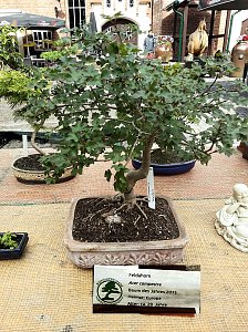 Bonsai in der Brennerei