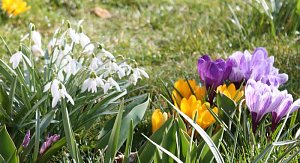 Gr&uuml;&szlig;e vom Fr&uuml;hling