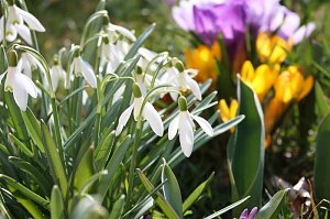 Gr&uuml;&szlig;e vom Fr&uuml;hling