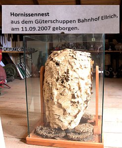Stadt- und Brauhoffest in Ellrich - Unterwegs im Feuerwehrmuseum Ellrich