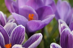 Gr&uuml;&szlig;e vom Fr&uuml;hling