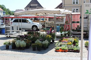 Beratungstag auf dem Markt