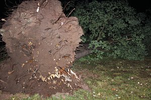 Schlosspark Sondershausen stellenweise regelrecht verw&uuml;stet. Stra&szlig;en wieder frei (Stand 23:40)...
