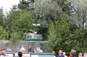 Wasserschlacht in Niederspier