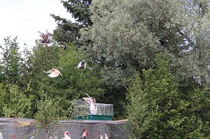 Wasserschlacht in Niederspier