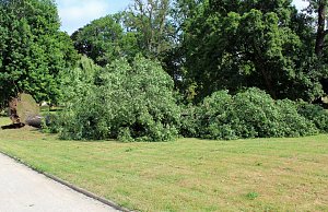 Sturmsch&auml;den im Schlosspark Sondershausen