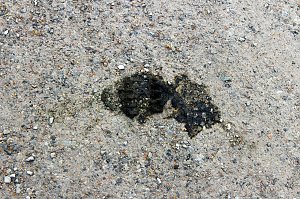Stilles Abkommen &uuml;ber Hundekot?