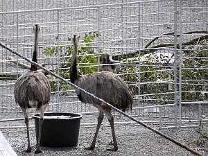 Zirkus in Nordhausen