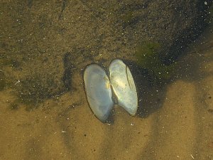 Impressionen am Muldenstausee