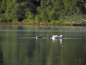 Impressionen am Muldenstausee