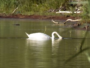 Impressionen am Muldenstausee