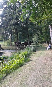Park- und Seerosenfest in Werna