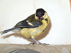 Aufgezogen