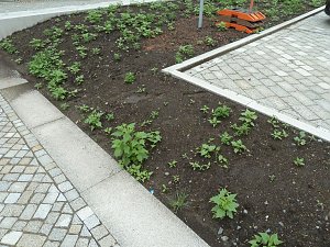 Es gr&uuml;nt so gr&uuml;n...