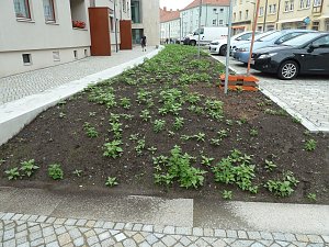 Es gr&uuml;nt so gr&uuml;n...