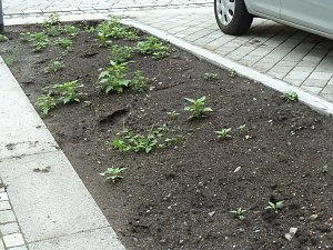 Es gr&uuml;nt so gr&uuml;n...