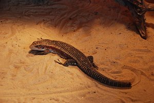Welt der Reptilien in der Wiedingsburghalle